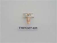 藏品(二斑叉紋苔蛾)的圖片